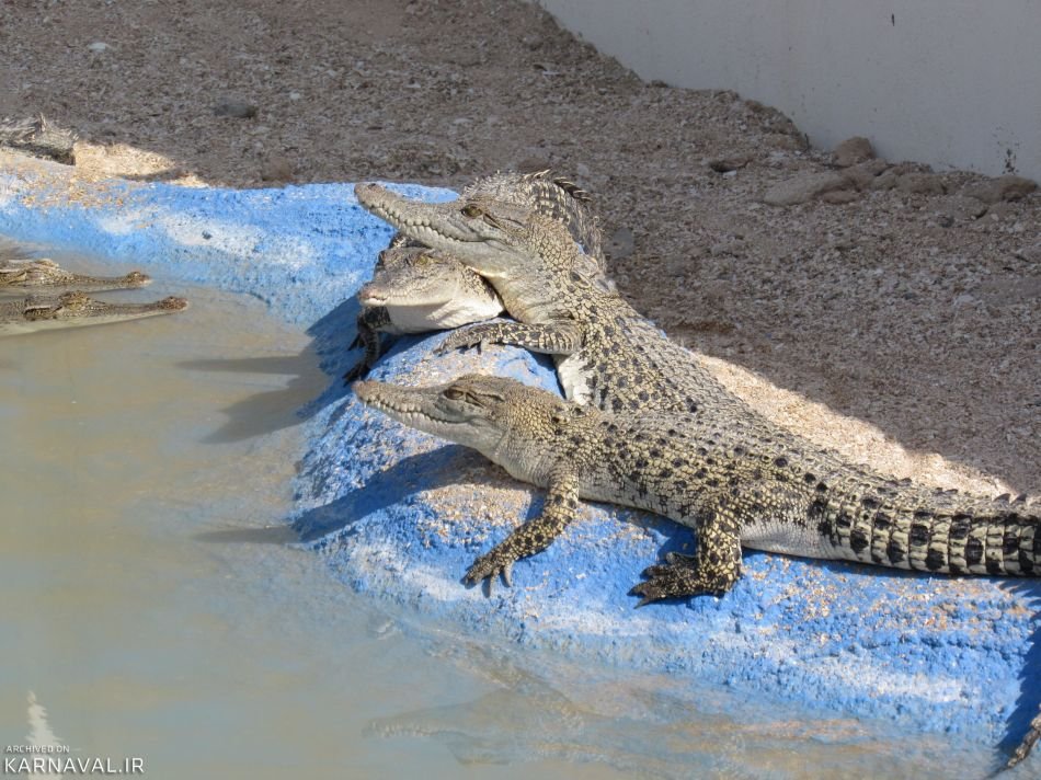 crocodile park qeshm2 - پارک کروکدیل قشم